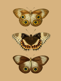 Kaart Ansichtkaart Vlinders 3 - Butterfly
