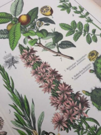 Oude Antieke Botanische Chromolitho Prent Schubert 1887