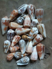 Conus Assorti Schelpen 2.5-4 cm 25 stuks