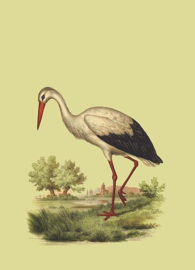 Kaart Ansichtkaart Ooievaar - Stork