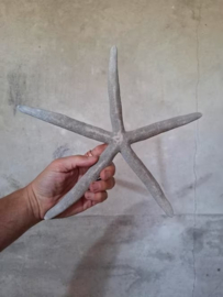 Zeester Finger Starfish 28-32 cm