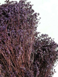 Gedroogde Bos Bloom Broom Lila Paars Droogbloemen