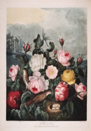 Kaart Ansichtkaart Bloemen - Flowers