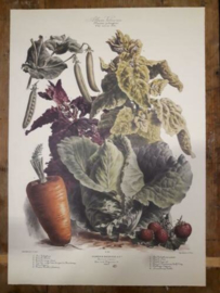 Botanische Prent Vilmorin -The Vegetable Garden- Groente Art Print nr42