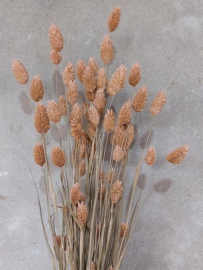 Gedroogde Bos Phalaris Frosted  Zalm Droogbloemen Kanariegras