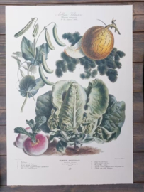 Botanische Prent Vilmorin -The Vegetable Garden - Groente Art Print nr35