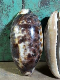 Cypraea Testodinaria Grote Schelp 8-10 cm