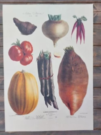 Botanische Prent Vilmorin -The Vegetable Garden - Groente Art Print nr12