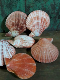 Pecten Nobilis Dubbel Rood Grote Schelp 6-9 cm