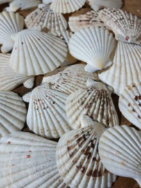 Pecten Nobilis Creme Grote Schelp 4-8 cm 25 stuks