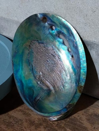 Haliotis Iris Gepolijst Abalone ( Paua ) 14 cm Grote Schelp