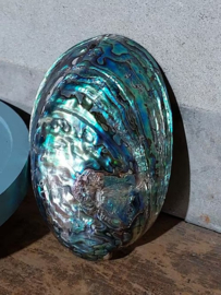 Haliotis Iris Gepolijst Abalone ( Paua ) 14 cm Grote Schelp