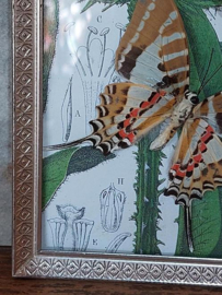 Oude Vintage Fotolijst met Botanische Prent en Opgezette Vlinders