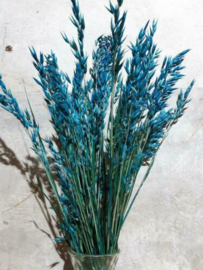 Bos Gedroogde Grassen Haver Droogbloemen Blauw