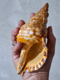 Grote Triton Tritonshoorn Trompetschelp Grote Schelp 20 cm