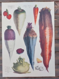 Botanische Prent Vilmorin -The Vegetable Garden - Groente Art Print nr4