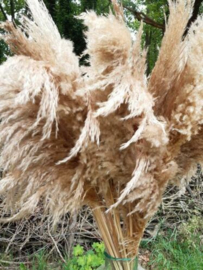 Gedroogde Pampasgras Pampas Grassen Cortaderia Droogbloemen XL Fluffy