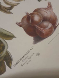 Botanische Prent Vilmorin -The Vegetable Garden- Groente Art Print nr22