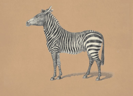 Kaart Ansichtkaart Zebra