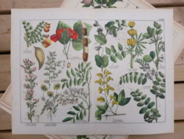 Oude Antieke Botanische Chromolitho Prent Schubert 1887