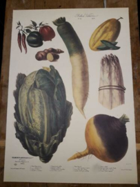 Botanische Prent Vilmorin -The Vegetable Garden- Groente Art Print nr10