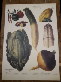 Oude Botanische Vilmorin Prent The Vegetable Garden nr10