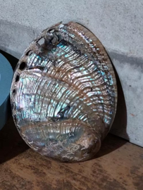 Haliotis Gepolijst Abalone ( Paua ) 11-13 cm Grote Schelp