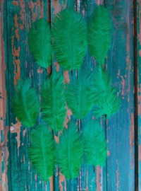 Set Struisvogelveren 10 stuks 15-20 cm - Donker Groen