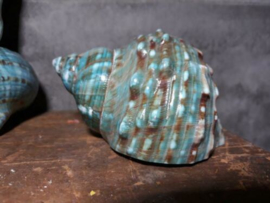 Turbo Marmoratus Groen Turquoise Jade 8-10 cm Grote Schelp