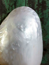 Gepolijste Grote Dubbele Mossel Macabebe Schelp Parelmoer 16-19 cm