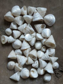 Troca Pearlized Mini Schelpen 1-3 cm 50 stuks