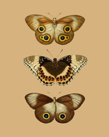 Poster Art Prent Vlinders - Butterflies 