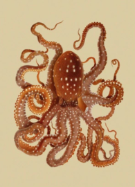 Kaart Ansichtkaart Oktopus - Octopus