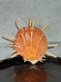 Spondylus Regius Grote Schelp 10 cm Stekeloester