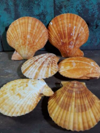 Pecten Nobilis Dubbel Oranje Grote Schelp 6-9 cm