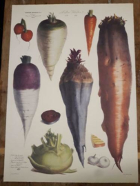 Botanische Prent Vilmorin -The Vegetable Garden- Groente Art Print nr04