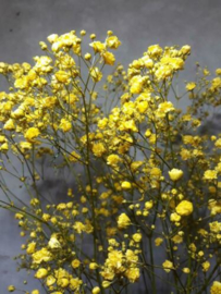 Gedroogde Bos Droogbloemen Gips Gipskruid Geel