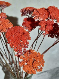 Gedroogde Bos Achillea Mini Droogbloemen Koraal Abrikoos