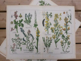 Oude Antieke Botanische Chromolitho Prent Schubert 1887