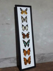 Opgezette Vlinders in Lijst - Assorti 7 Stuks