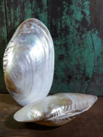 Gepolijste Grote Dubbele Mossel Macabebe Schelp Parelmoer 20-22 cm