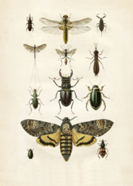 Kaart Ansichtkaart Insecten - Insects