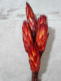 Gedroogde Protea Oranje Bos Droogbloemen 5st