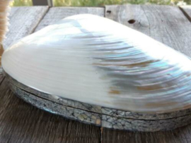 Schelpendoosje Gepolijste Mossel Schelp Doosje Parelmoer 24-26 cm
