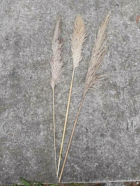 Gedroogde Pampasgras Pampas Grassen Cortaderia Droogbloemen XL Fluffy