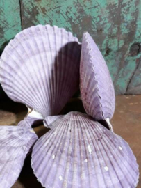 Pecten Nobilis Dubbel Paars Grote Schelp 6-9 cm