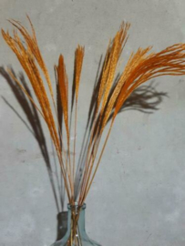 Bos Droogbloemen Gedroogde Miscanthus Mini Pampas 10st. Oranje