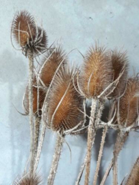 Bos Gedroogde Droogbloemen Kaardebol Distel Kardoen Naturel