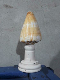 Conus Caramel 9-10 cm Grote Schelp op Sokkel