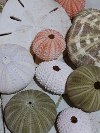Verzameling Zee Egels Zeeegels 15 stuks Assorti